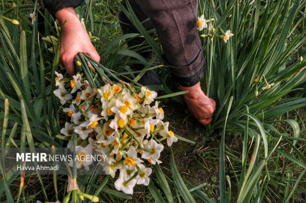ندای لرستان