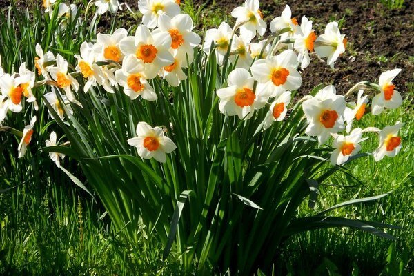 ندای لرستان