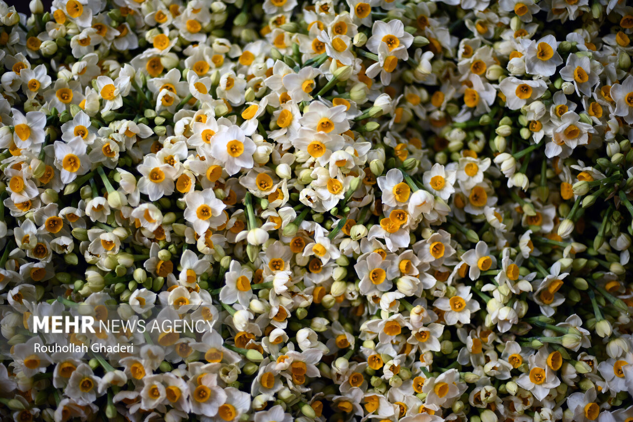 گَشتی در نرگس‌زارهای لرستان؛ اینجا از دلِ زمستان، بهار می‌چینند!
