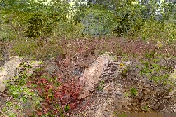 عامل قطع درختان جنگلی در سلسله دستگیر شد