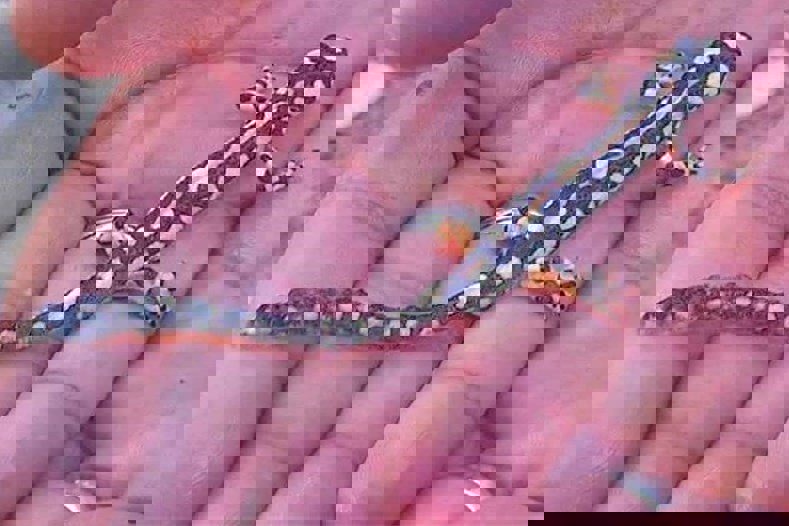 ایجاد پاسگاه‌های سیار محیط‌بانی برای حفاظت از گونه «سمندر» لرستانی