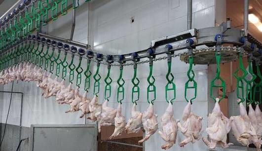 زیان ۲۰ همتی مرغداران؛ تولیدکنندگان گوشتی در آستانه بحران جدی