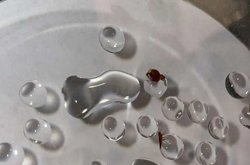 ندای لرستان