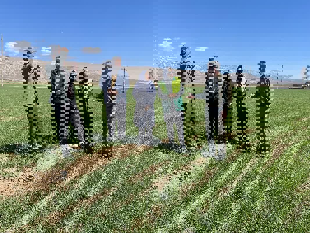 رصد میدانی مزارع غلات و سیب‌زمینی کوهدشت