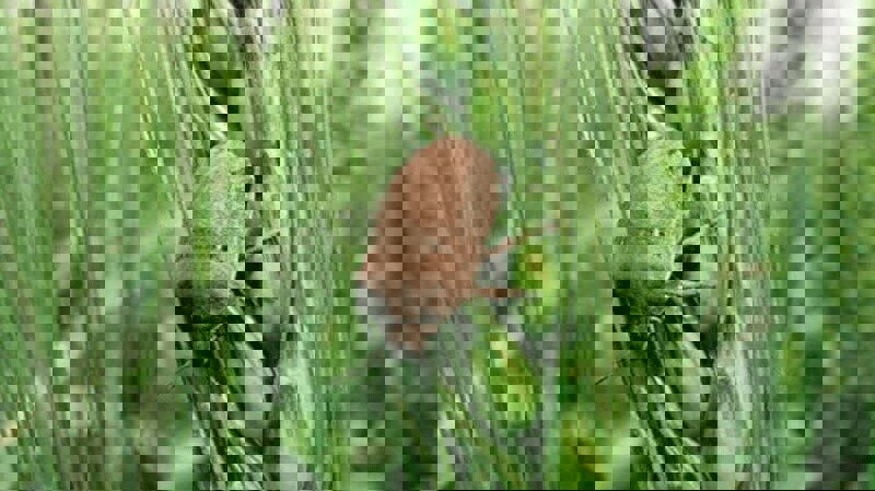 مشاهده آفت سن غلات در مزارع گندم پلدختر و چگنی