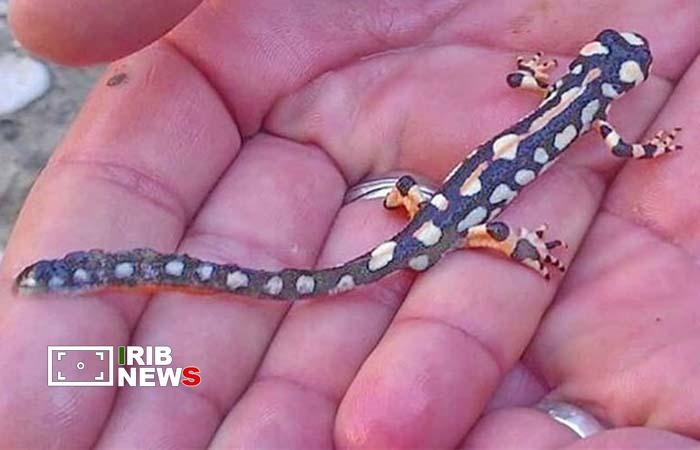 ندای لرستان