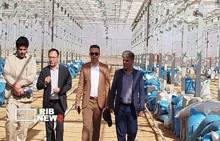پیشرفت ۹۰ درصدی نخستین گلخانه بلوبری لرستان