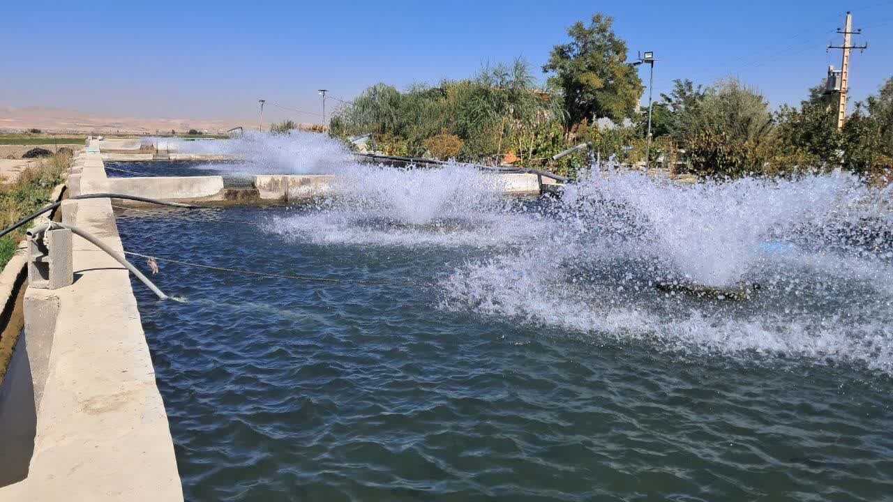 استفاده از آب چاه‌های کشاورزی برای پرورش ماهی در ازنا