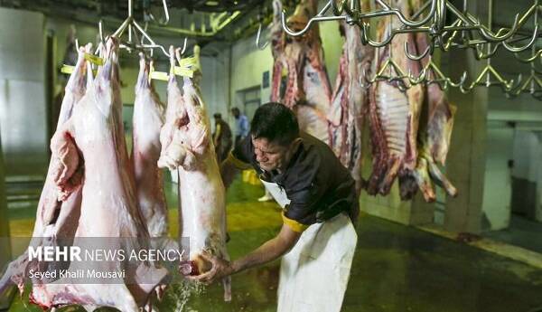 خطر پنهان تماس با دام؛ مراقب این بیماری کُشنده باشید!