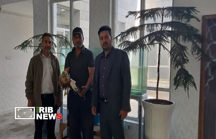 تحویل یک بهله سارگپه به اداره محیط زیست بروجرد