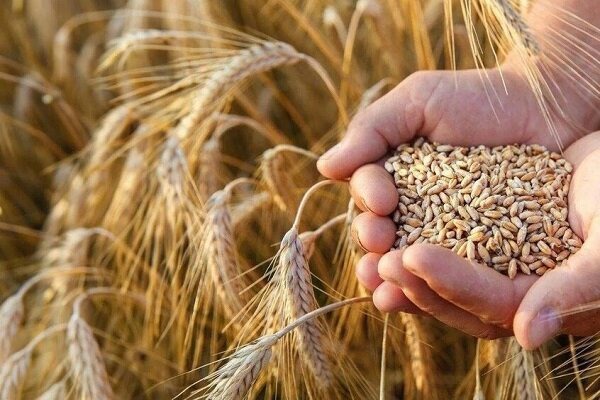 خرید ۱۵۶۸ تن گندم از کشاورزان لرستانی