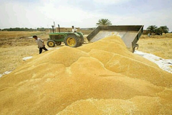 لزوم تسهیل در روند خرید تضمینی محصولات کشاورزی در بروجرد