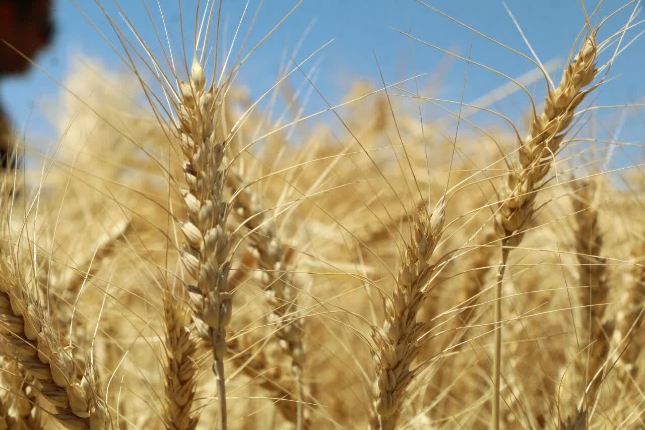 فعالیت بدون وقفه مراکز خرید گندم پلدختر و رومشکان