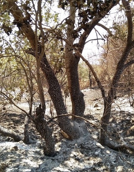 ندای لرستان