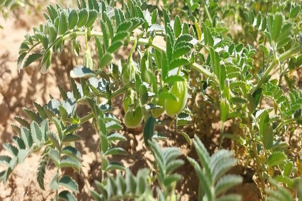 پیش‌بینی برداشت بیش از ۵۰ هزار تن نخود در لرستان