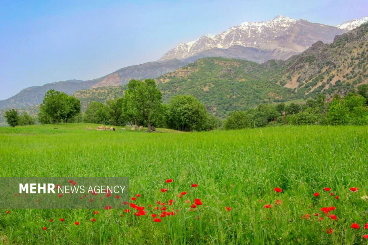 ۶۵۰ هزار هکتار از مراتع لرستان دارای طرح مرتع‌داری است