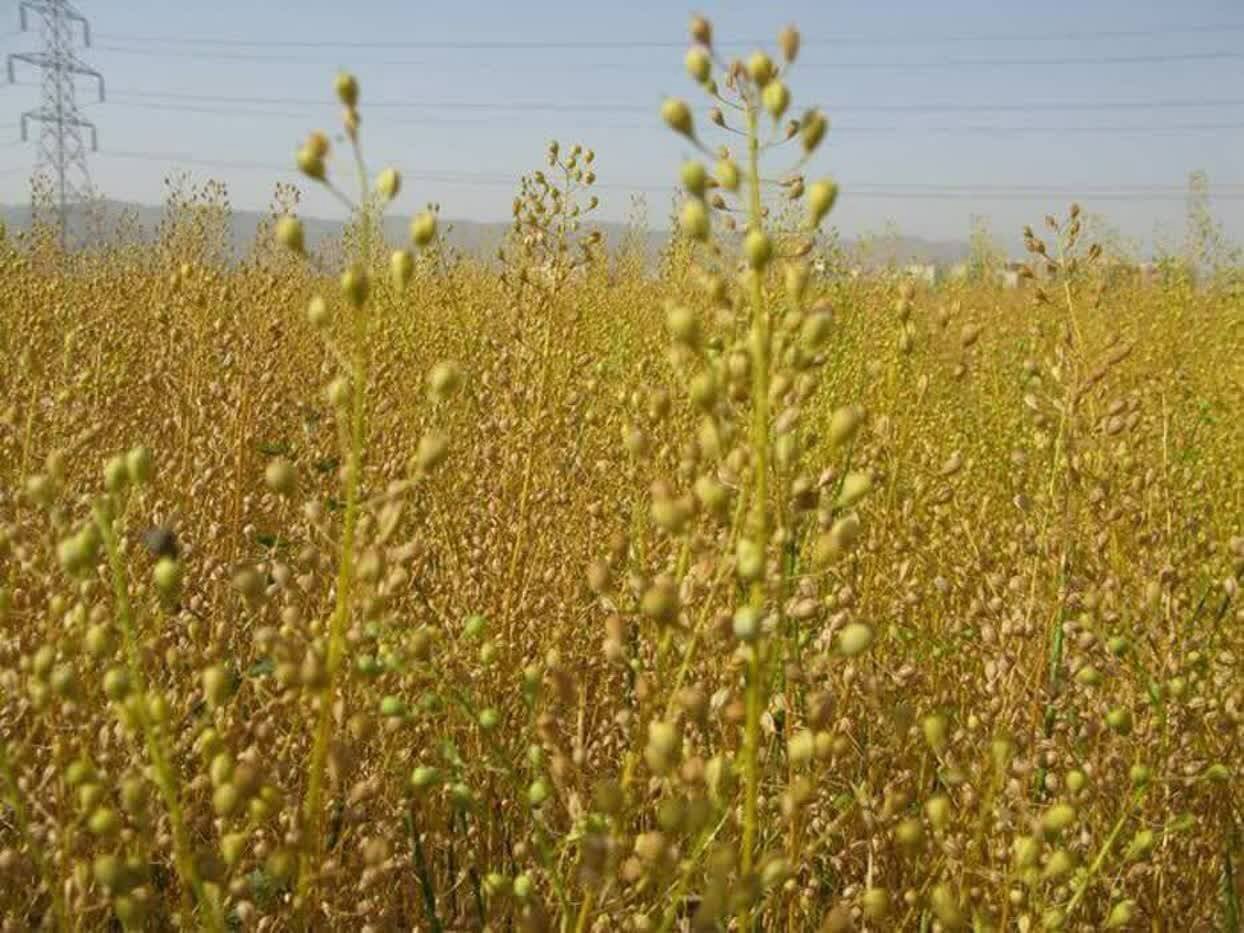خرید ۳۰۰ تن محصول کاملینا از کشاورزان لرستانی