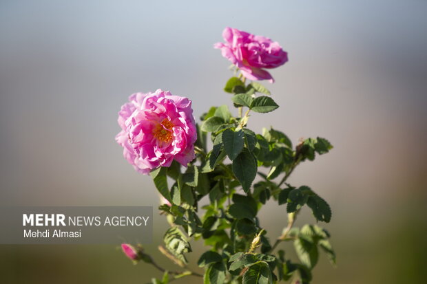 ندای لرستان