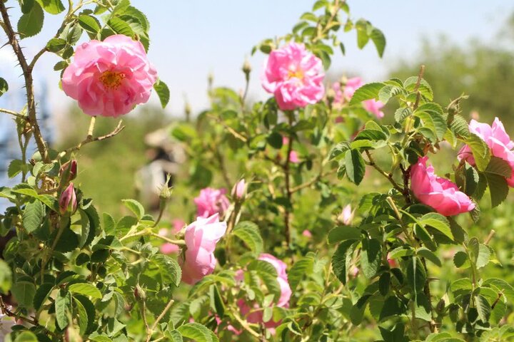 ندای لرستان
