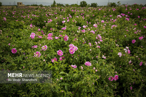ندای لرستان
