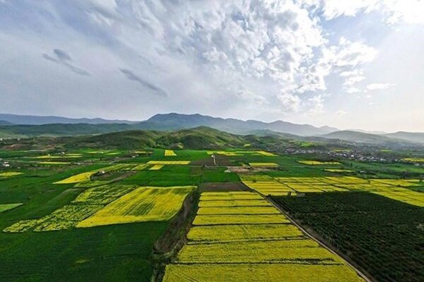 آمادگی برای مبارزه با آفات کشت‌های تابستانه در لرستان