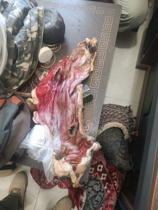 ندای لرستان