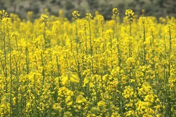 ندای لرستان