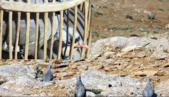 زنده‌گیری پرندگان در لرستان برای متخلفان گران تمام شد