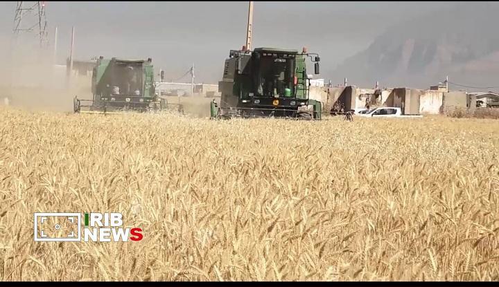 پیش‌بینی خرید ۵۵۰ هزار تن محصول گندم در لرستان