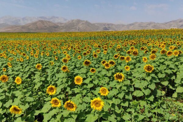 کشت ۱۶۰ هکتار گل آفتاب‌گردان برای اولین‌بار در دورود