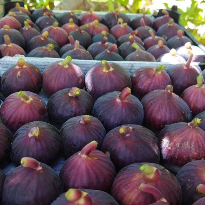 ندای لرستان