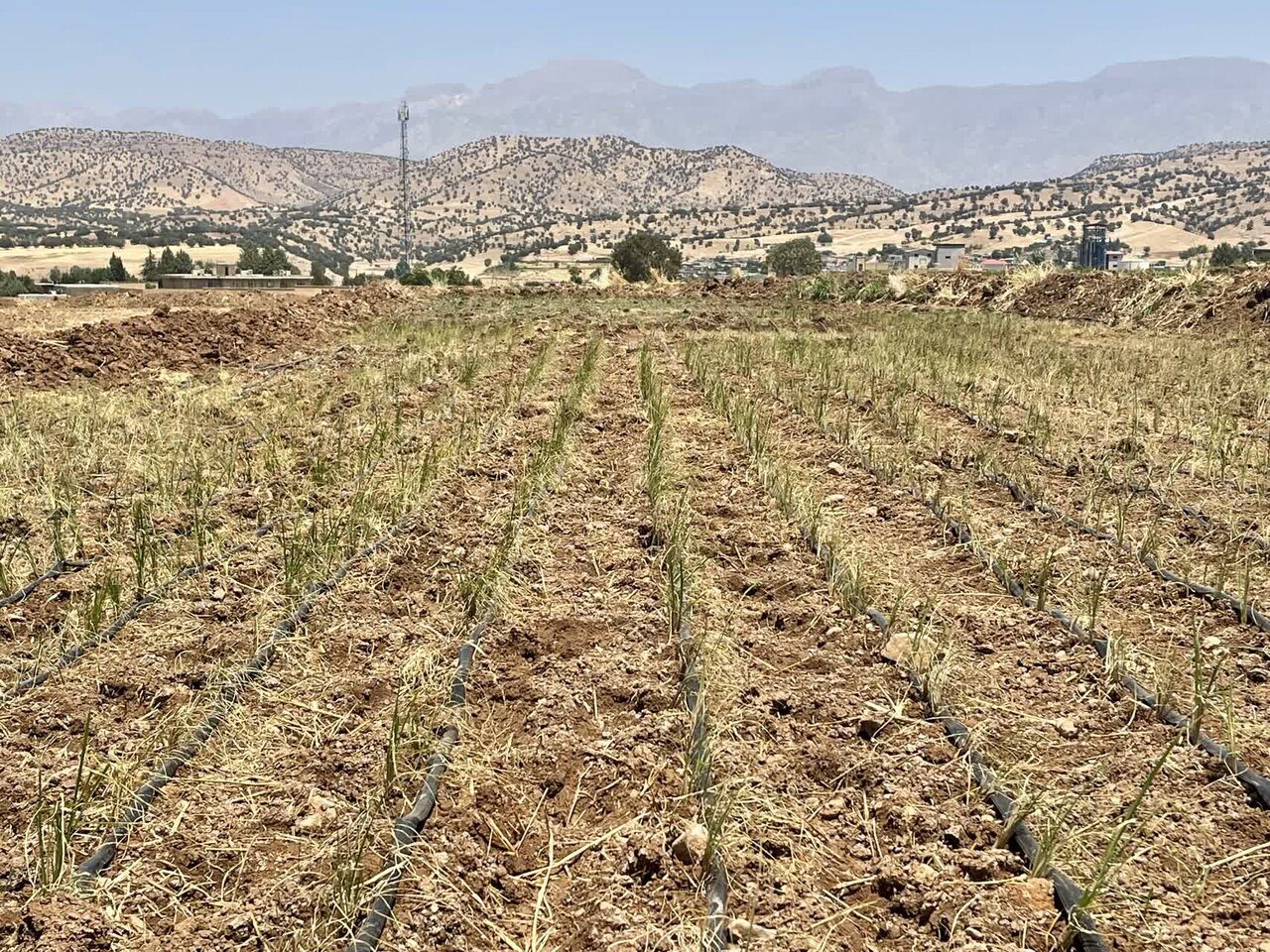 اجرای طرح خشکه‌کاری برنج در لرستان