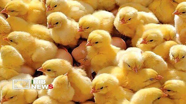 افزایش  ۵۲ درصدی جوجه‌ریزی در لرستان