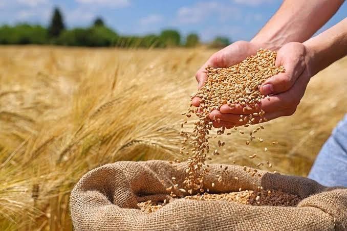 ثبت رکورد ۴۰ هزار تنی خرید گندم در ازنا