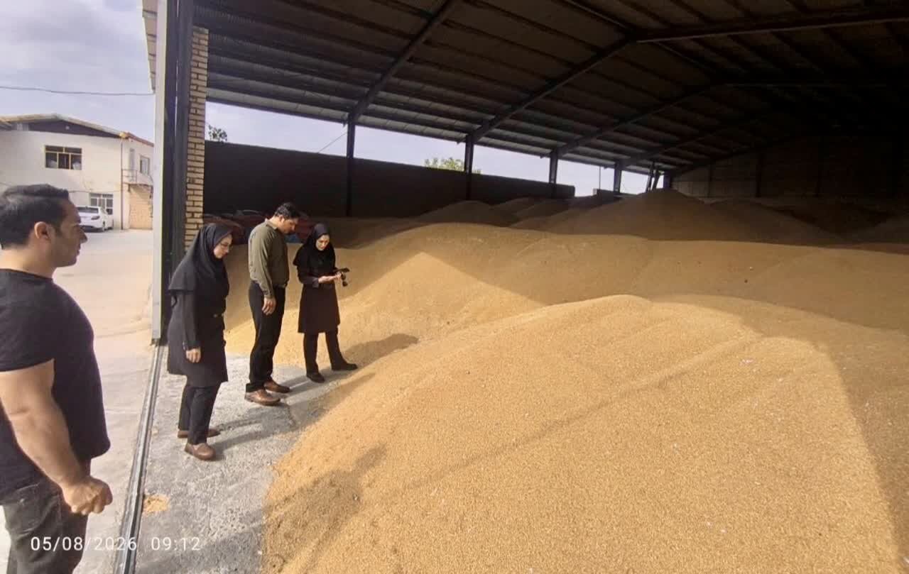 خرید ۱۶ هزار تن بذر گندم در لرستان