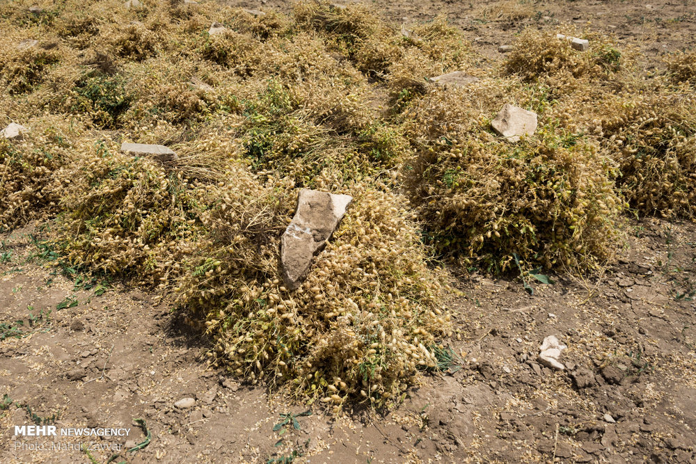 ندای لرستان