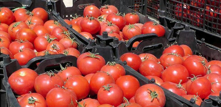 پیش‌بینی برداشت ۳۵ هزار تن گوجه‌فرنگی در لرستان