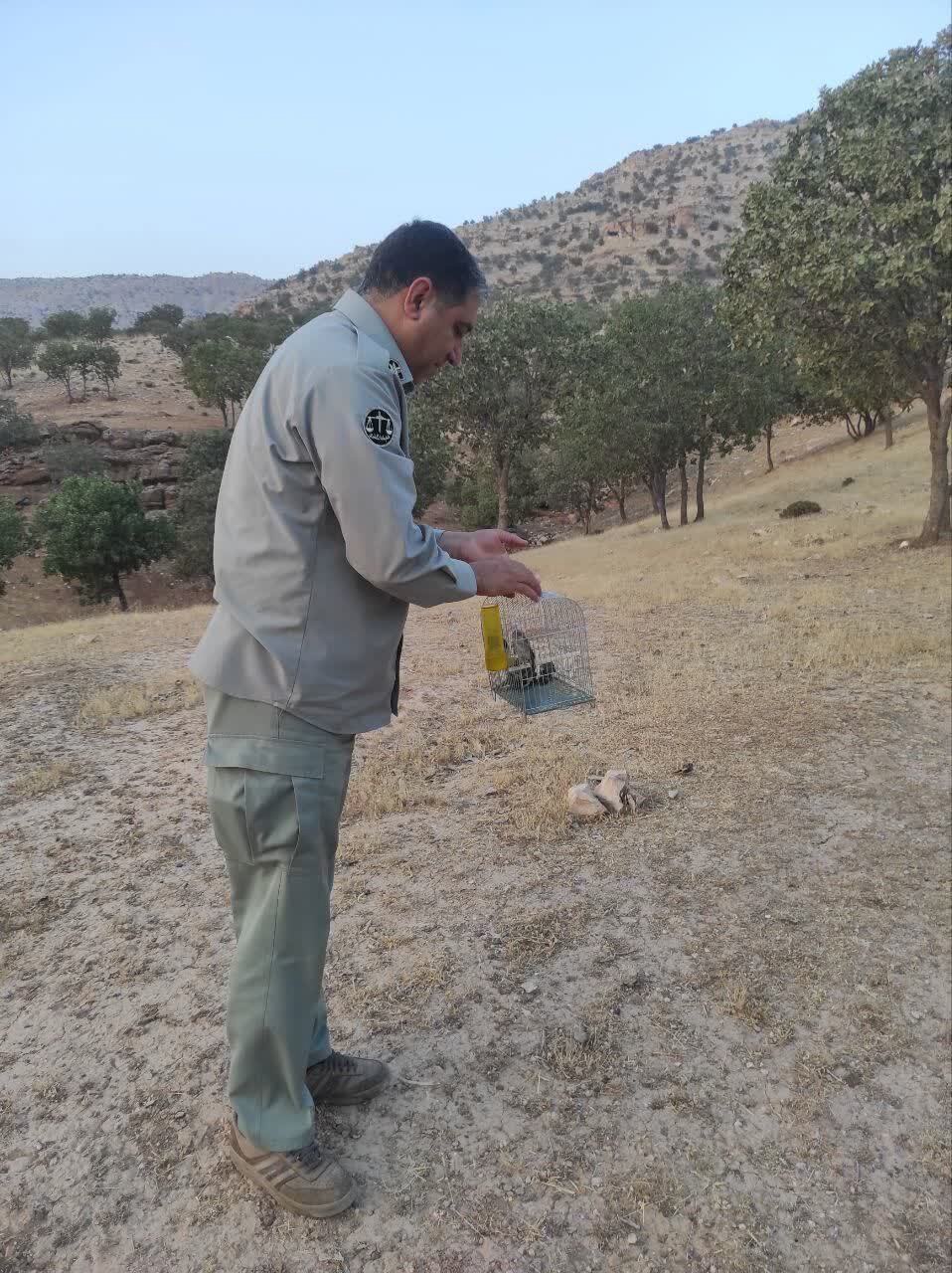 رهاسازی ١٢ قطعه پرنده شکاری در طبیعت کوهدشت