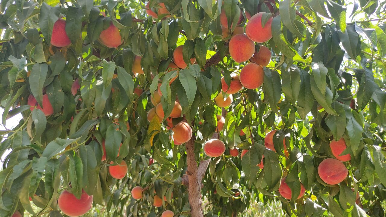 پیش‌بینی برداشت ۱۳ هزار تن هلو از باغ‌های بروجرد | آخرین خبر