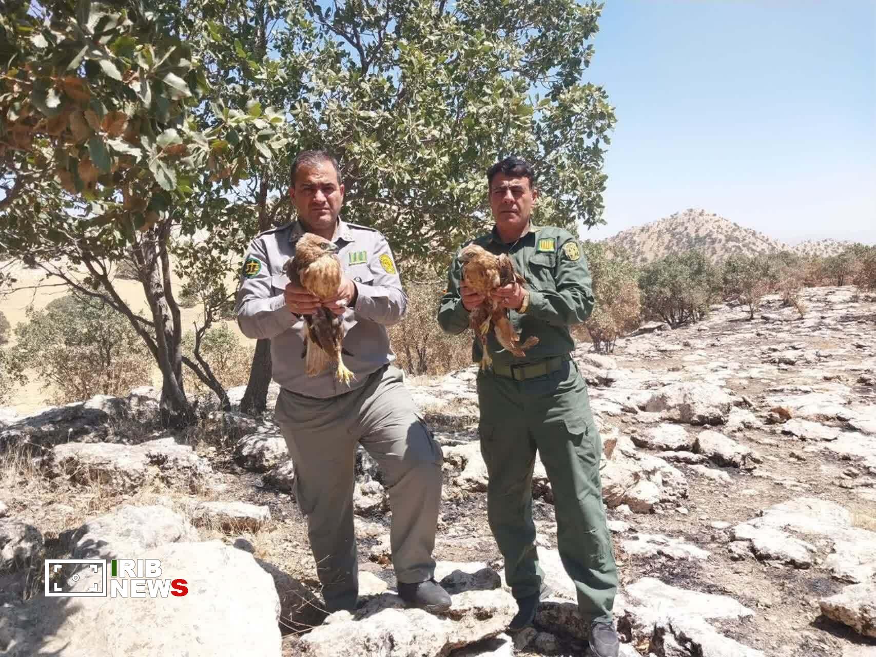 ندای لرستان