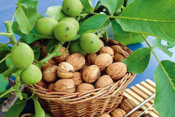 پیش‌بینی برداشت ۲۶ هزار تن گردو در لرستان