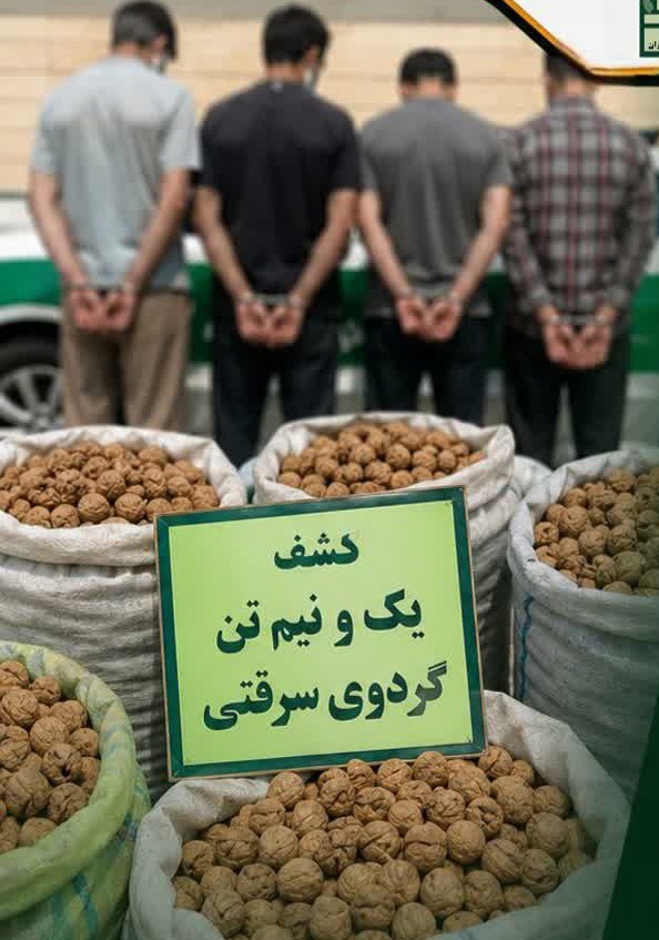 کشف یک و نیم تن گردوی سرقتی از سارقان باغ های سلسله در لرستان