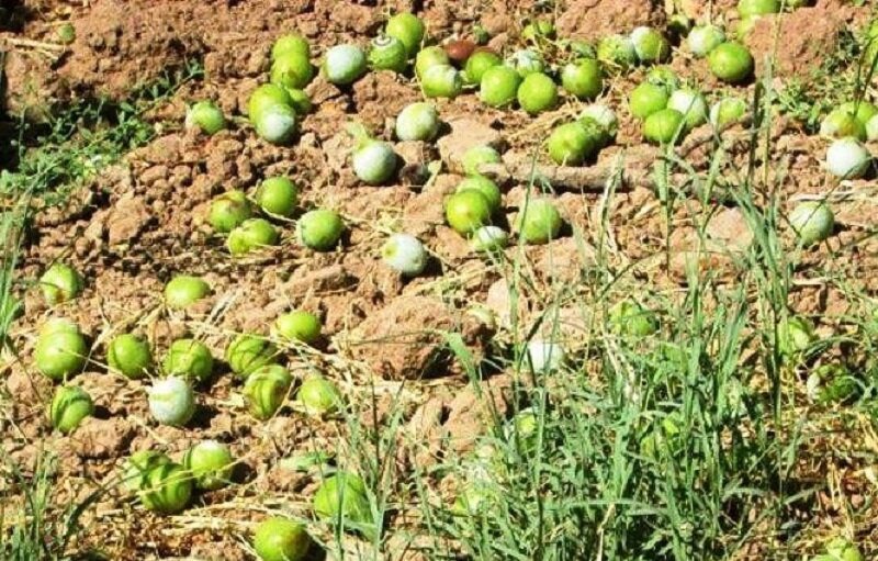 سارقان باغات گردو در دورود دستگیر شدند