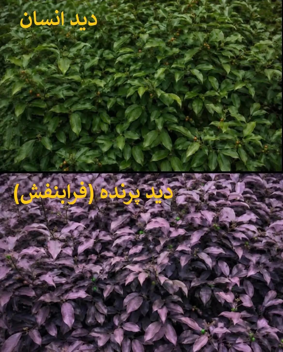 ندای لرستان