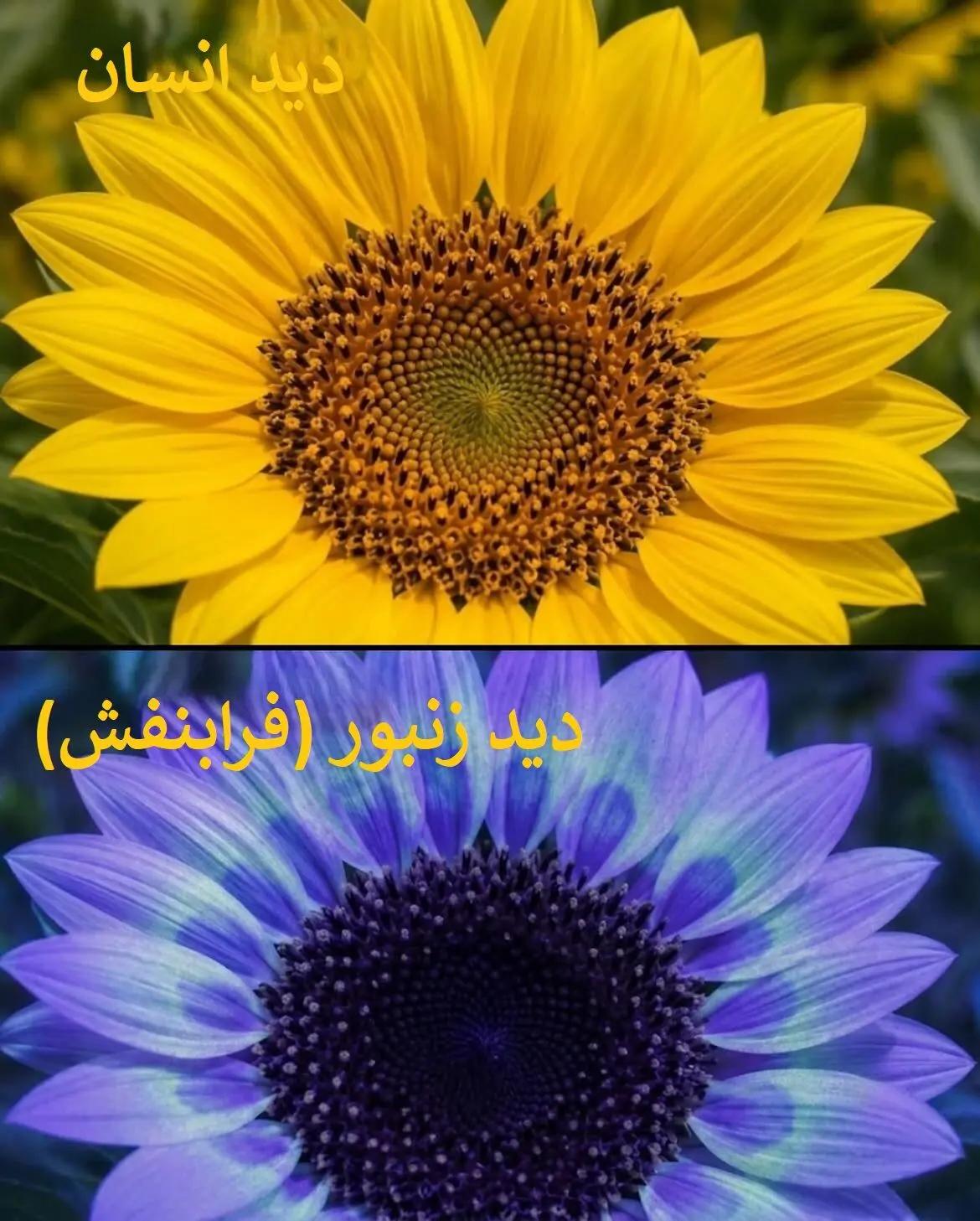 ندای لرستان