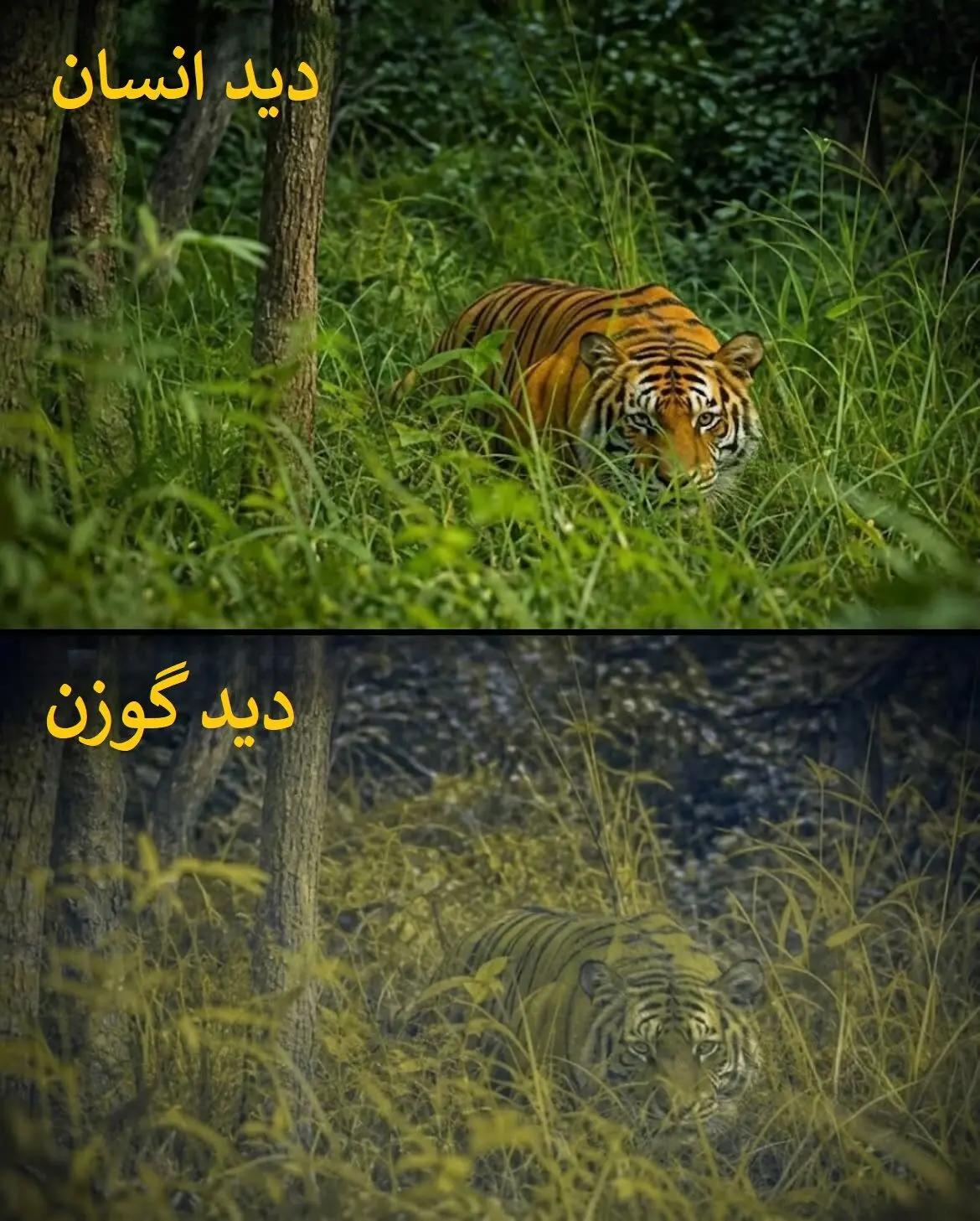 ندای لرستان