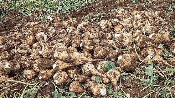 پیش‌بینی برداشت ۱۶۰ هزار تن چغندرقند از مزارع سلسله لرستان