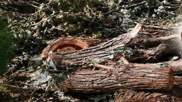 دستگیری عامل قطع درختان چم‌باغ ویسیان در لرستان