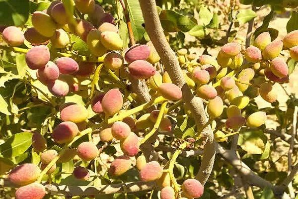 «پسته» محصول تازه زاگرس؛ کشاورزی پوست می‌اندازد