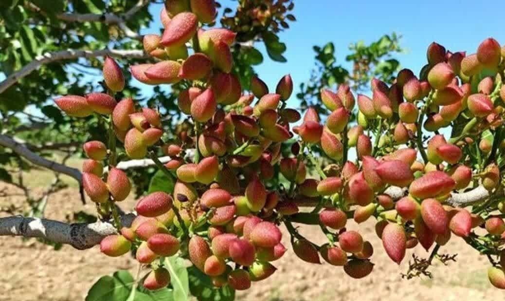 پیش‌بینی برداشت ۳۵۰ تن پسته از باغ های لرستان